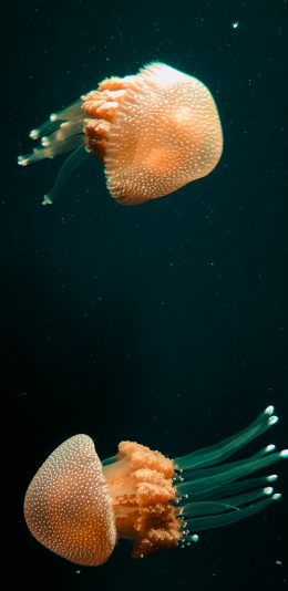[2436x1125]水母 浮游 触手 观赏 苹果手机壁纸图片