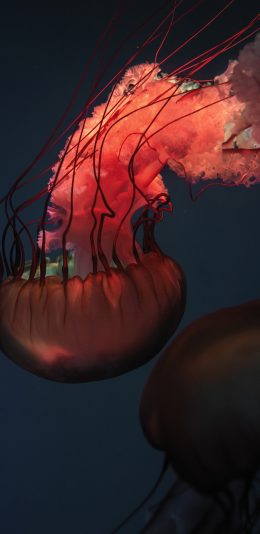 [2436x1125]水母 浮游 触手 软体 苹果手机壁纸图片