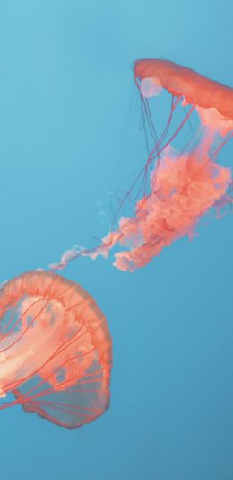 [2436x1125]水母 浮游 触手 透明 苹果手机壁纸图片