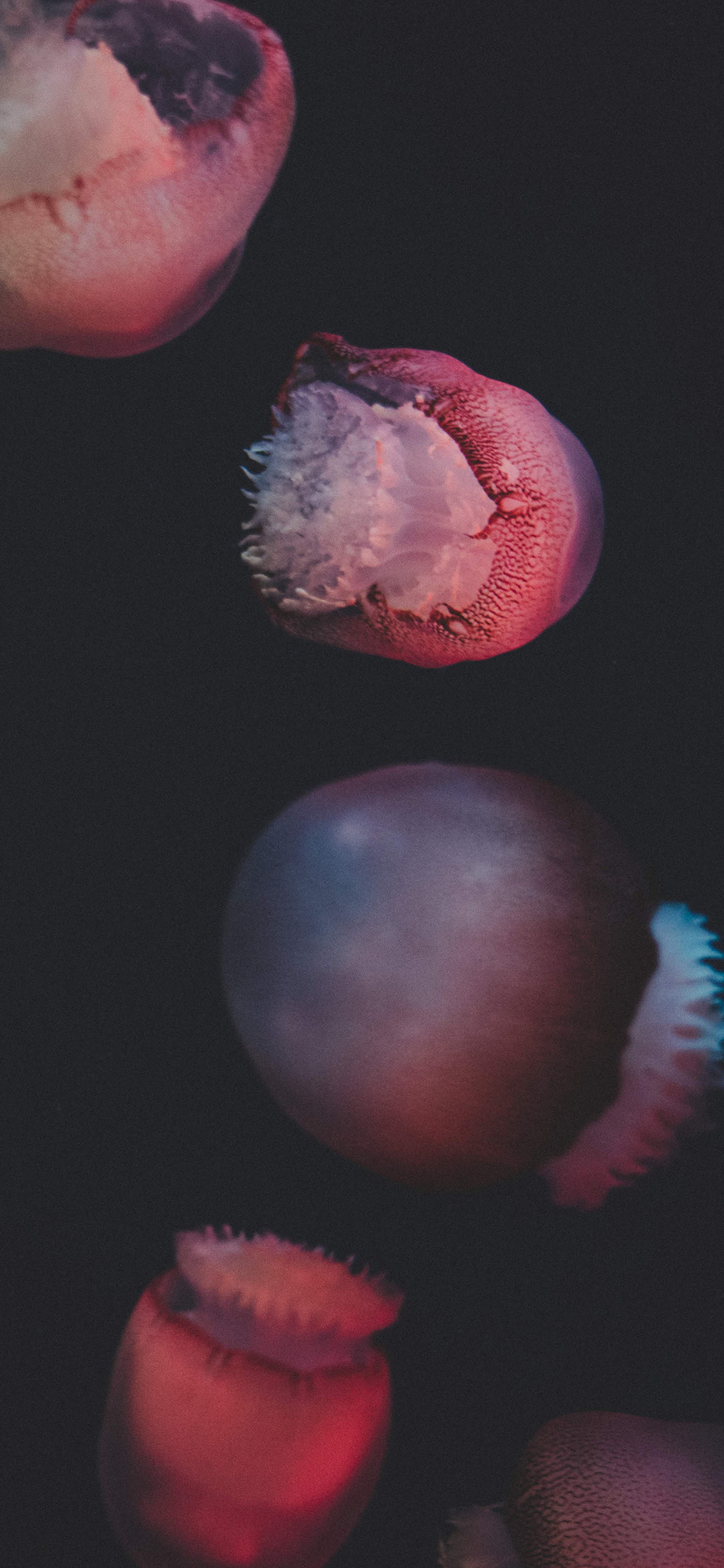 [2436×1125]水母 浮游 软体 海洋 苹果手机壁纸图片