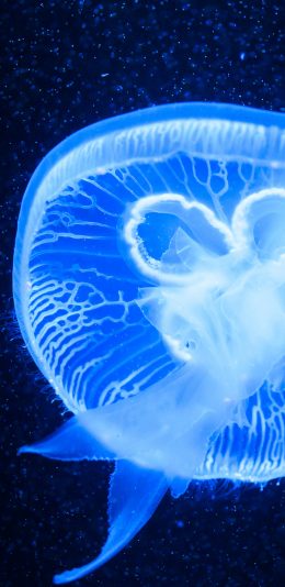 [2436x1125]水母 浮游 软体 透明 苹果手机壁纸图片