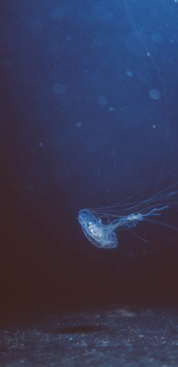 [2436x1125]水母 浮游 透明 海底 苹果手机壁纸图片