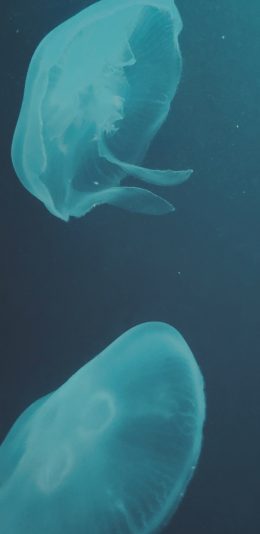 [2436x1125]水母 浮游 透明 海水 苹果手机壁纸图片