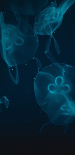 [2436x1125]水母 浮游 透明 海洋生物 苹果手机壁纸图片