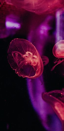 [2436x1125]水母 浮游 透明 灯光 苹果手机壁纸图片