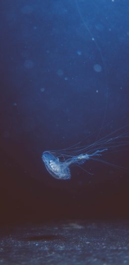 [2436x1125]水母 浮游 透明 生物 苹果手机壁纸图片
