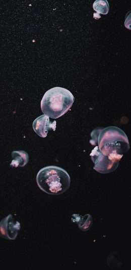 [2436x1125]水母 浮游 透明 群体 苹果手机壁纸图片