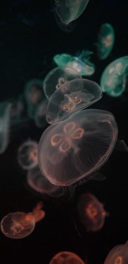 [2436x1125]水母 浮游 透明 色彩 苹果手机壁纸图片
