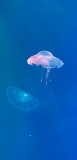 [2436x1125]水母 浮游 透明 蓝 苹果手机壁纸图片
