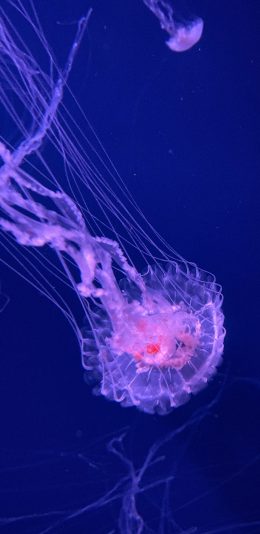 [2436x1125]水母 浮游 透明 触手 苹果手机壁纸图片
