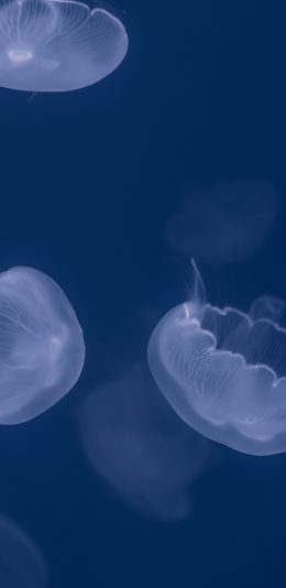 [2436x1125]水母 浮游 透明 触手 - 副本 苹果手机壁纸图片