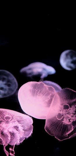 [2436x1125]水母 浮游 透明 软体 苹果手机壁纸图片