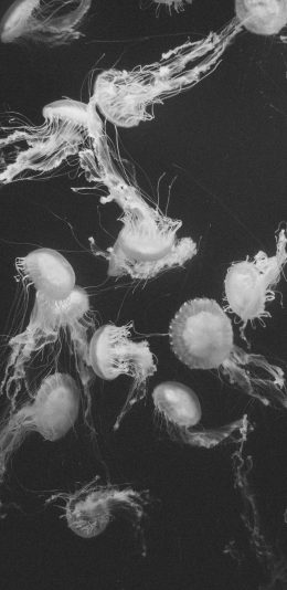 [2436x1125]水母 浮游 黑白 海洋生物 苹果手机壁纸图片