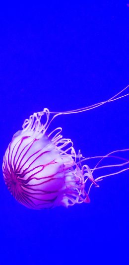 [2436x1125]水母 海底 浮游 海洋生物 苹果手机壁纸图片
