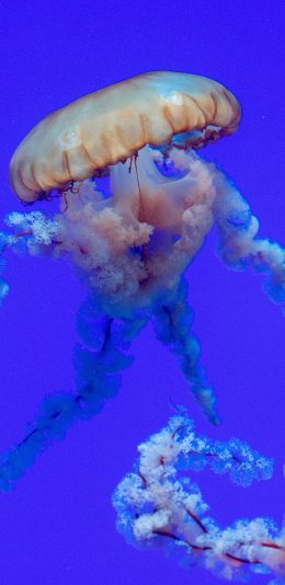 [2436x1125]水母 海底 浮游 触手 苹果手机壁纸图片