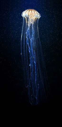 [2436x1125]水母 海底 蓝色 深海 生物 发光 游动 苹果手机壁纸图片