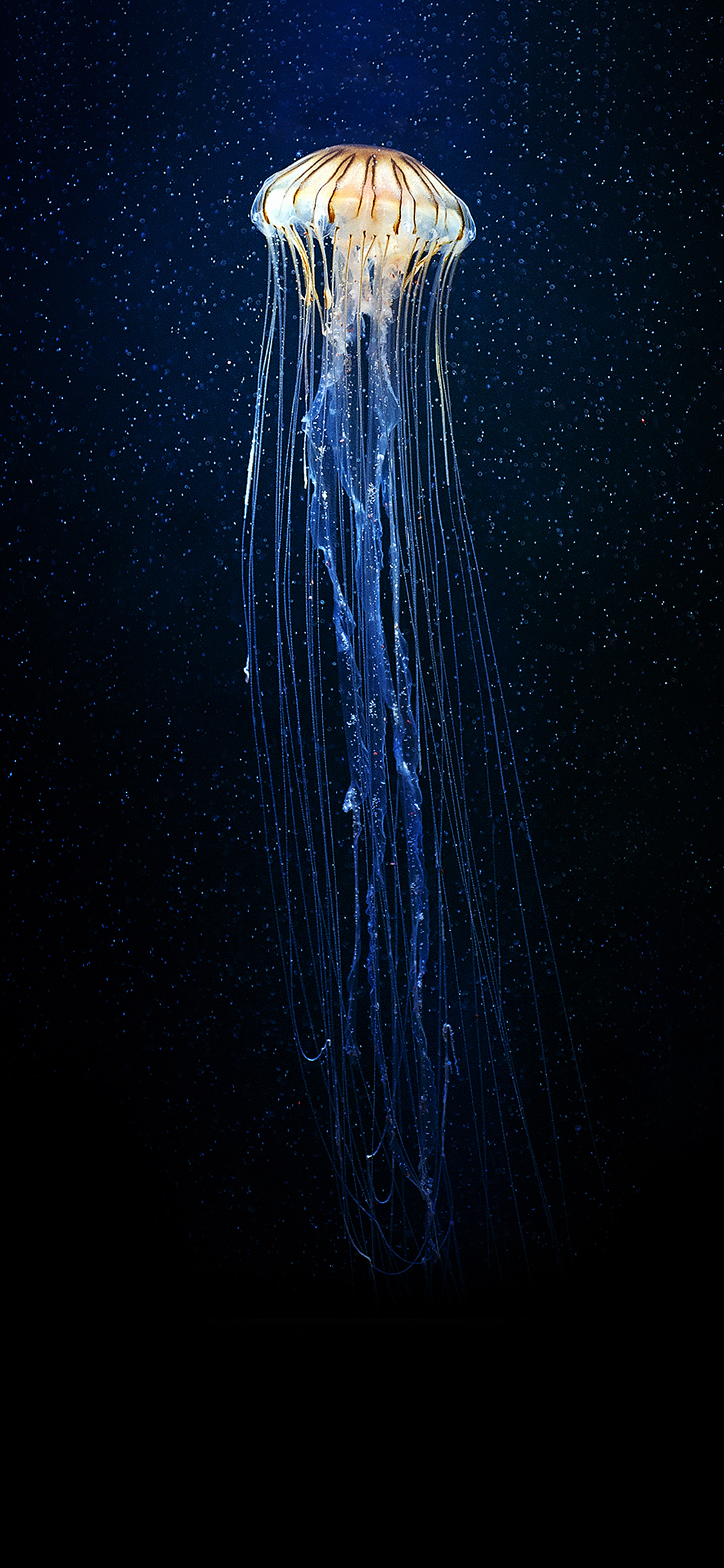 [2436×1125]水母 海底 蓝色 深海 生物 发光 游动 苹果手机壁纸图片