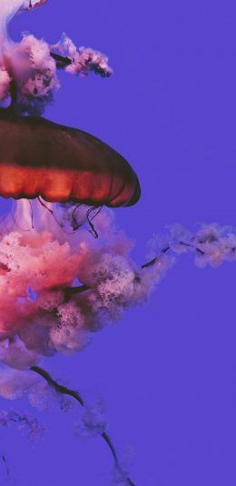 [2436x1125]水母 海洋 海蜇 触手 苹果手机壁纸图片