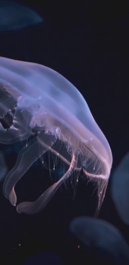 [2436x1125]水母 海洋 生物 浮游 苹果手机壁纸图片