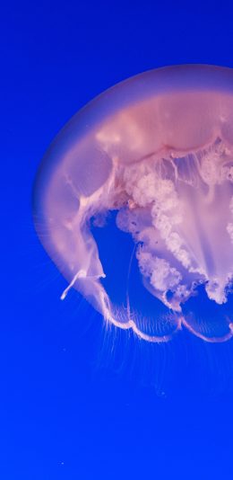 [2436x1125]水母 海洋 触手 养殖 苹果手机壁纸图片