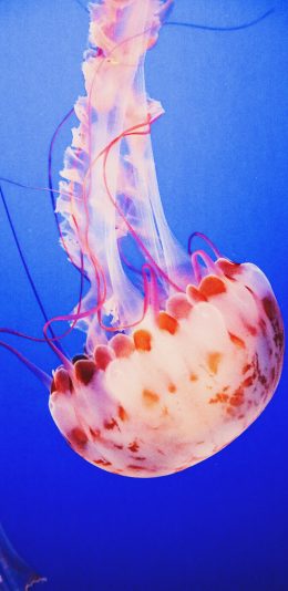 [2436x1125]水母 海洋 触手 软体 苹果手机壁纸图片