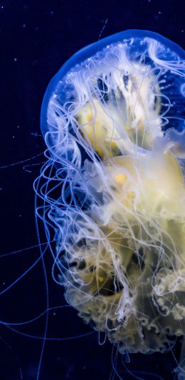 [2436x1125]水母 海洋 触手 透明 苹果手机壁纸图片