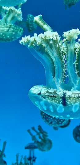[2436x1125]水母 海洋 软体 透明 苹果手机壁纸图片