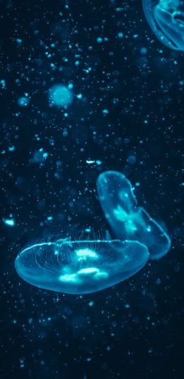 [2436x1125]水母 海洋 透明 浮游 苹果手机壁纸图片