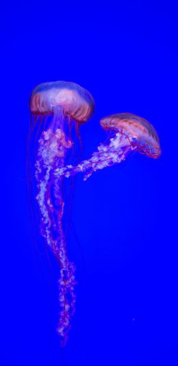 [2436x1125]水母 海洋生物 动物 蓝色 苹果手机壁纸图片