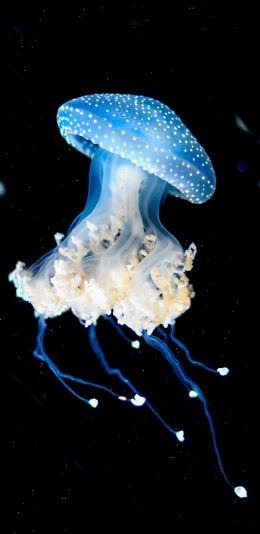 [2436x1125]水母 海洋生物 唯美 漂流 苹果手机壁纸图片