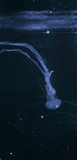 [2436x1125]水母 海洋生物 大海 深邃 透明 苹果手机壁纸图片