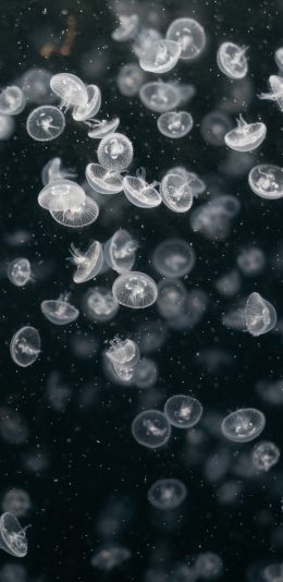 [2436x1125]水母 海洋生物 密集 透明 苹果手机壁纸图片