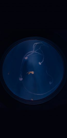[2436x1125]水母 海洋生物 水族 蓝色 圆 苹果手机壁纸图片