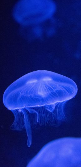 [2436x1125]水母 海洋生物 浮游  荧光 苹果手机壁纸图片