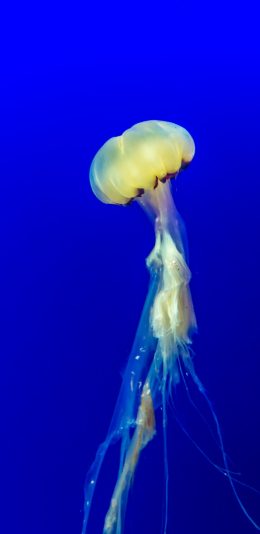 [2436x1125]水母 海洋生物 浮游  蓝 苹果手机壁纸图片