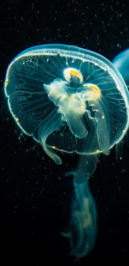 [2436x1125]水母 海洋生物 浮游 伞状 苹果手机壁纸图片