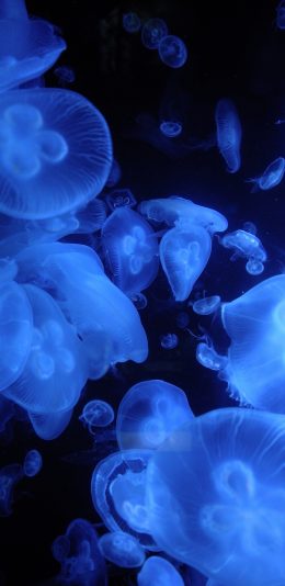 [2436x1125]水母 海洋生物 浮游 密集 苹果手机壁纸图片