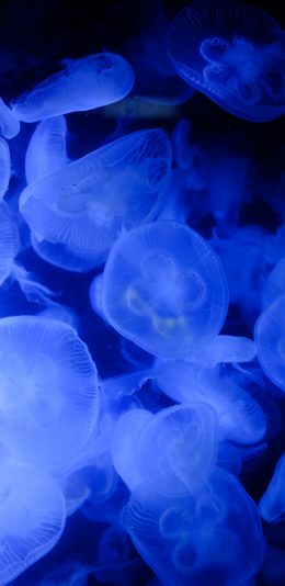 [2436x1125]水母 海洋生物 浮游 密集 蓝 苹果手机壁纸图片