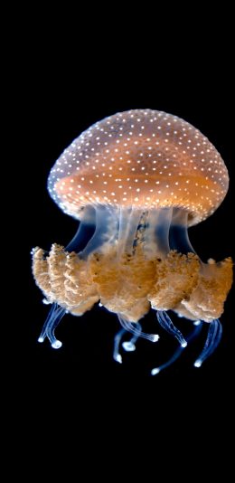 [2436x1125]水母 海洋生物 浮游 形态 苹果手机壁纸图片