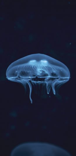[2436x1125]水母 海洋生物 浮游 海底 苹果手机壁纸图片