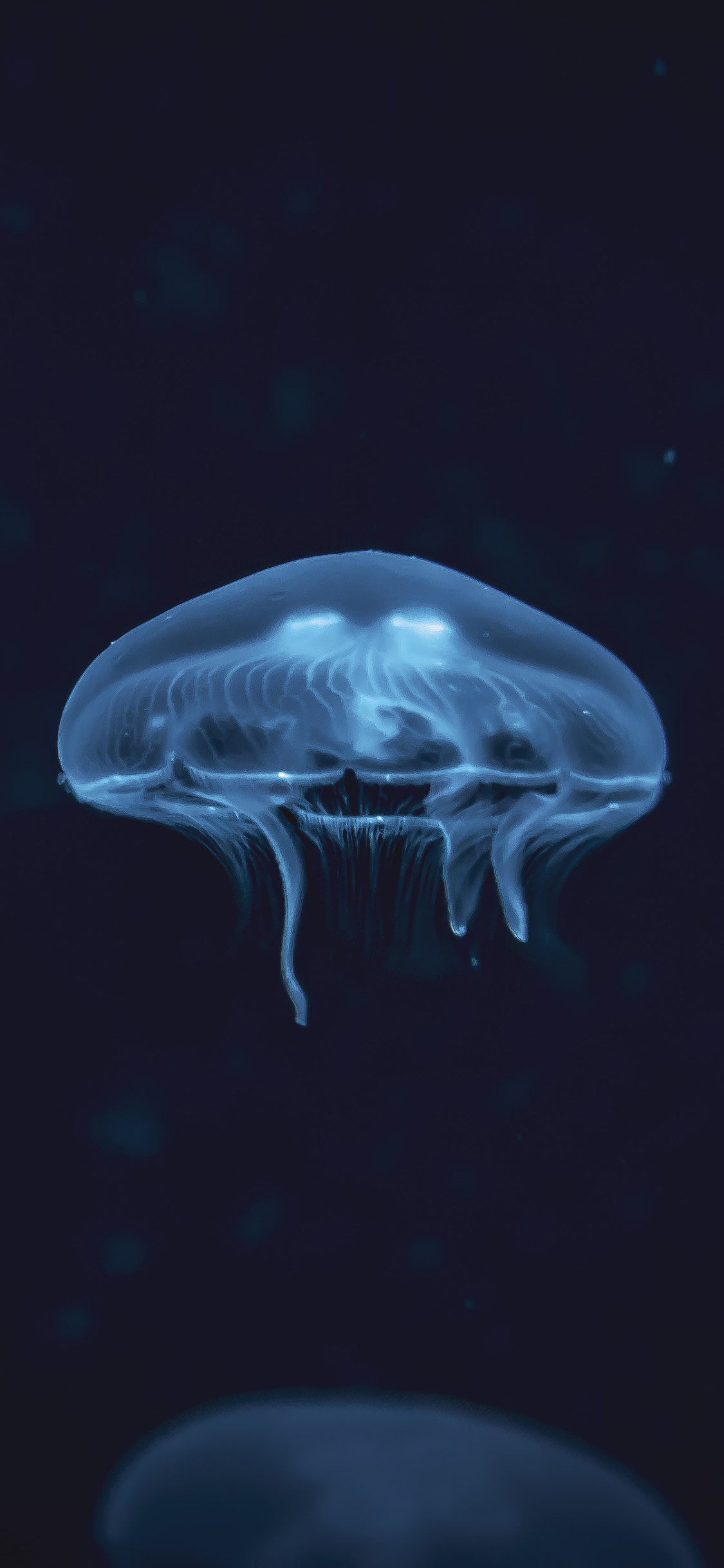 [2436×1125]水母 海洋生物 浮游 海底 苹果手机壁纸图片