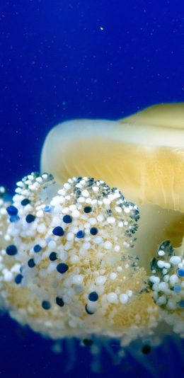 [2436x1125]水母 海洋生物 浮游 海洋 苹果手机壁纸图片