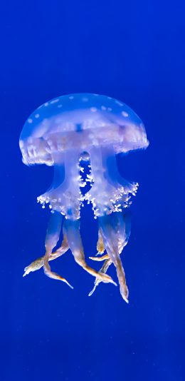 [2436x1125]水母 海洋生物 浮游 海蜇 苹果手机壁纸图片