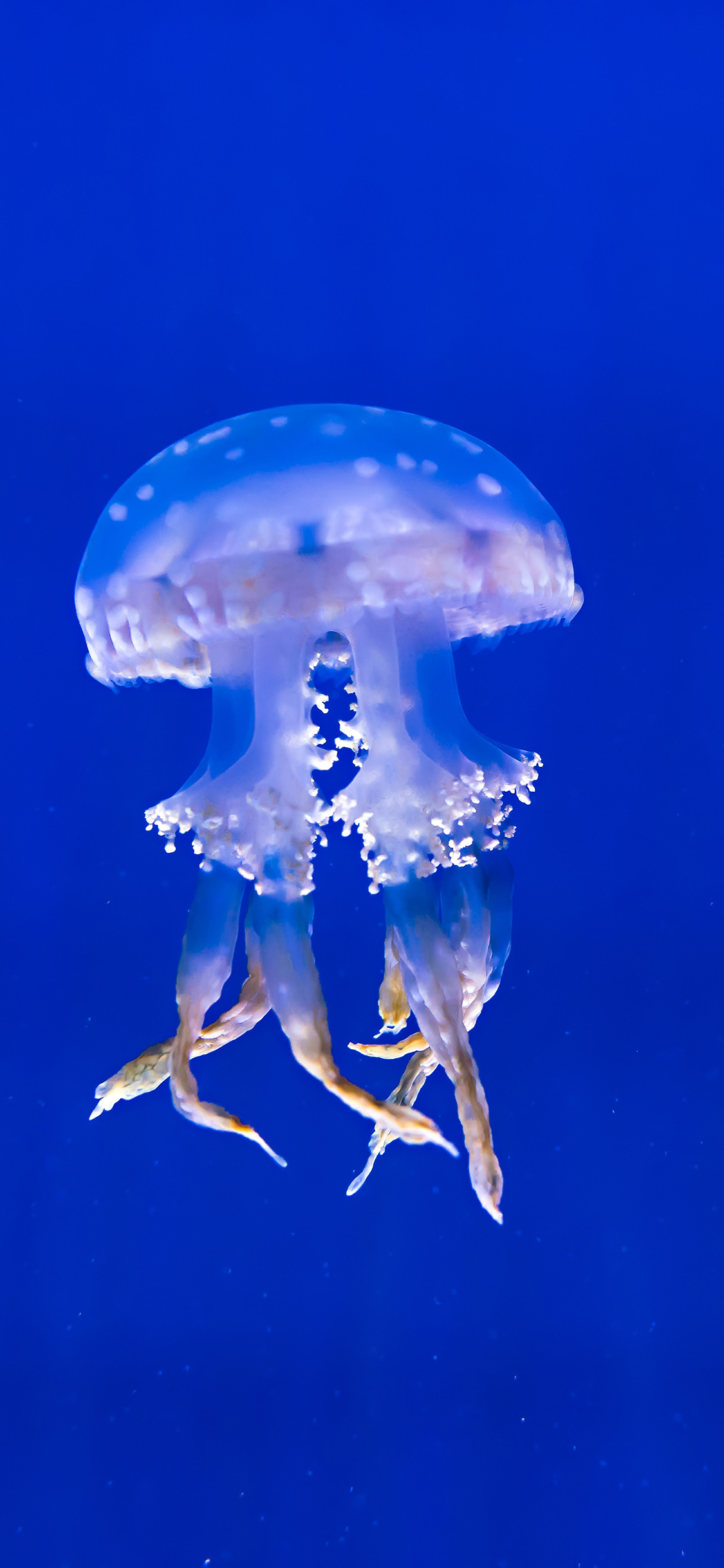 [2436×1125]水母 海洋生物 浮游 海蜇 苹果手机壁纸图片