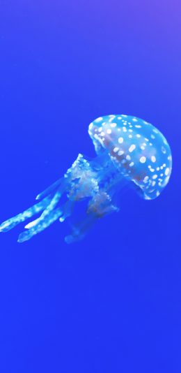 [2436x1125]水母 海洋生物 浮游 海蜇 大海 苹果手机壁纸图片