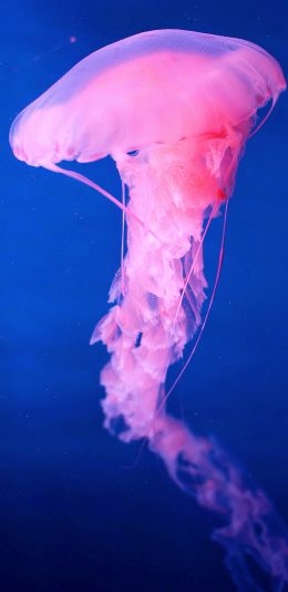 [2436x1125]水母 海洋生物 浮游 粉 苹果手机壁纸图片
