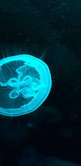 [2436x1125]水母 海洋生物 浮游 荧光 苹果手机壁纸图片