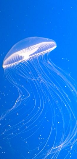 [2436x1125]水母 海洋生物 浮游 蓝 苹果手机壁纸图片
