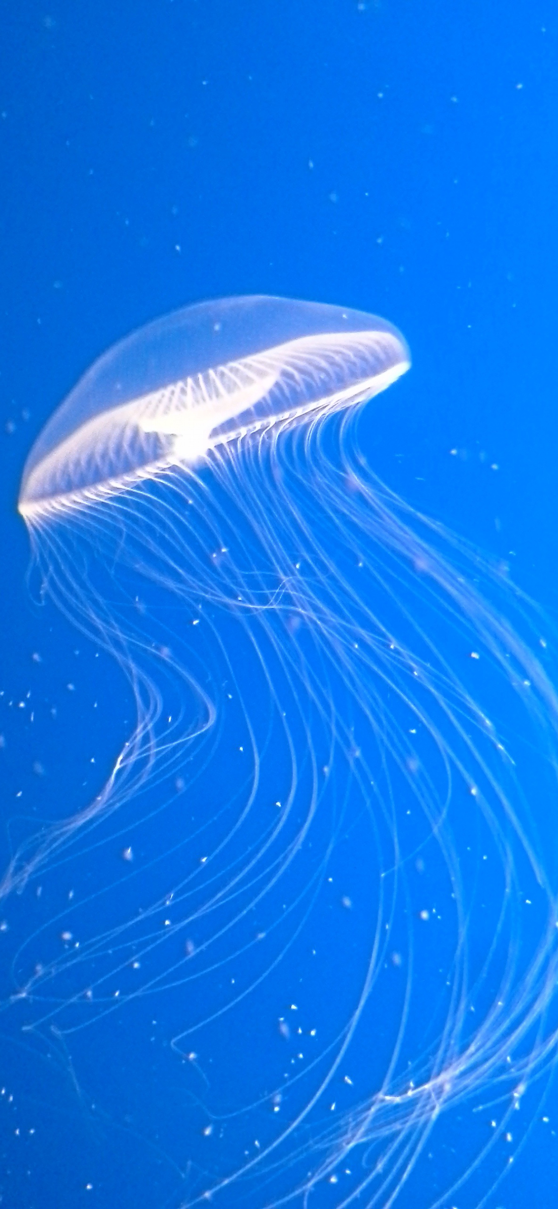 [2436×1125]水母 海洋生物 浮游 蓝 苹果手机壁纸图片