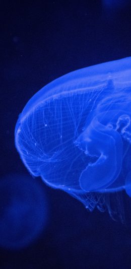 [2436x1125]水母 海洋生物 浮游 蓝光 苹果手机壁纸图片
